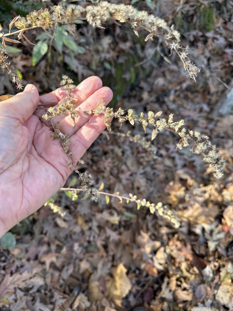 Solidago arguta var. boottii
