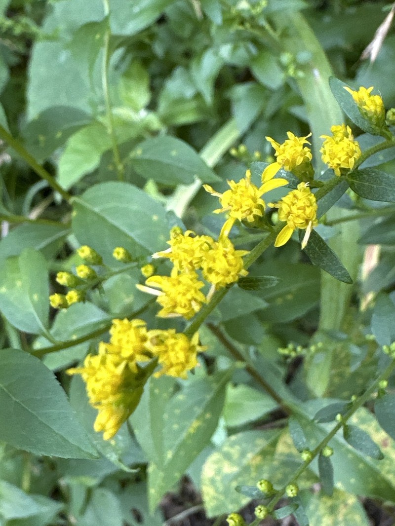 Solidago arguta var. boottii photo 2