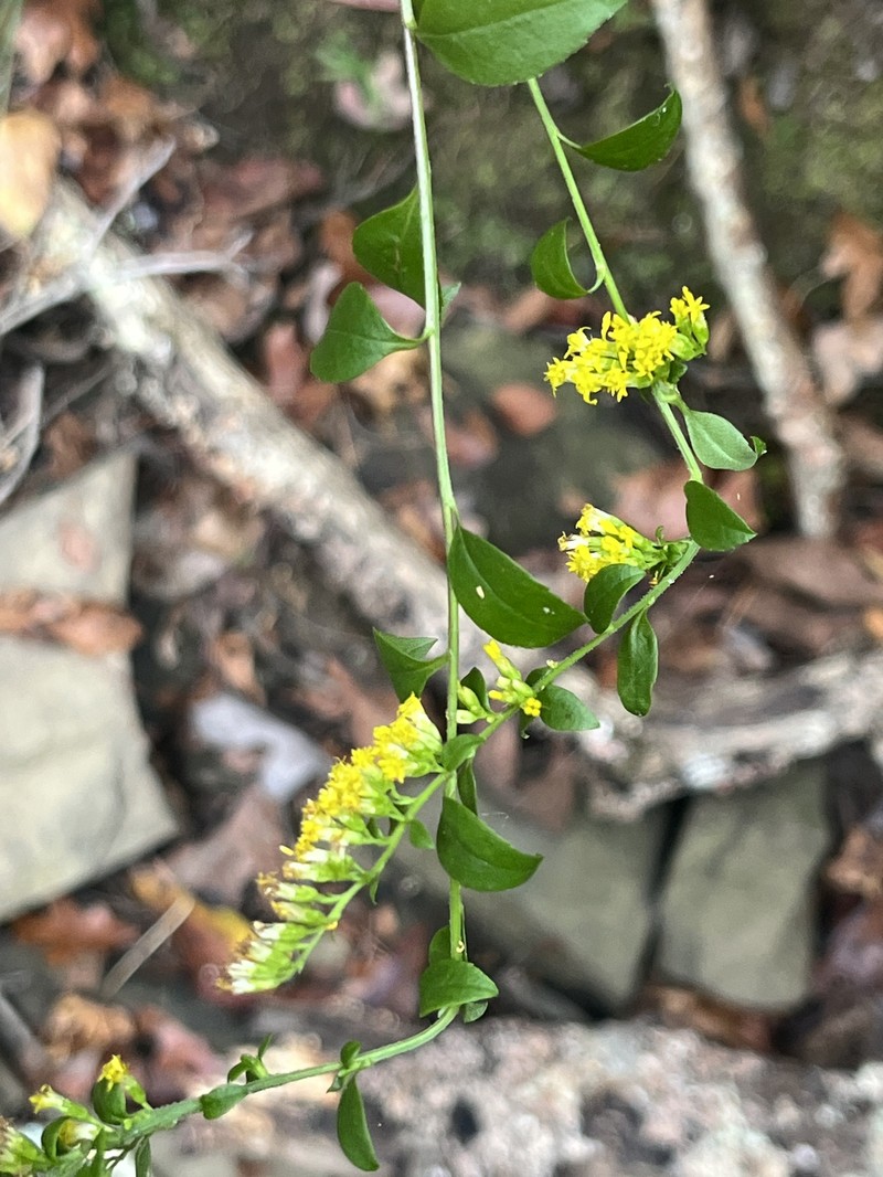 Solidago arguta var. boottii photo 3