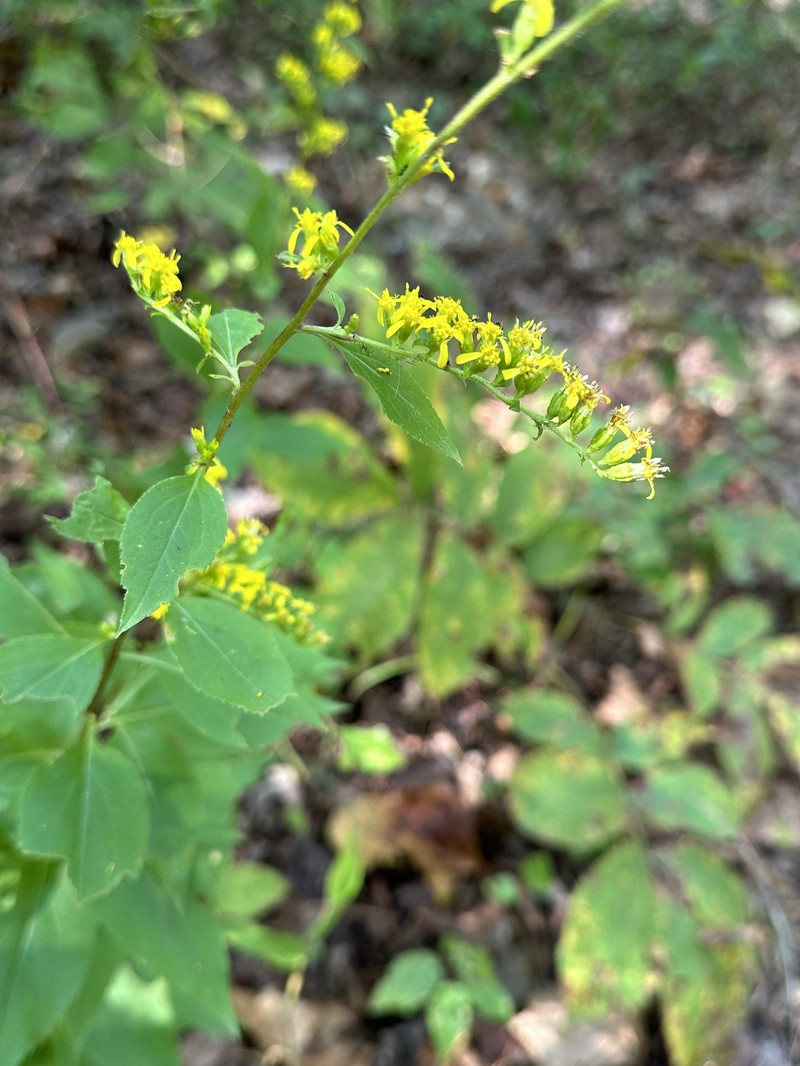 Solidago arguta var. boottii photo 4