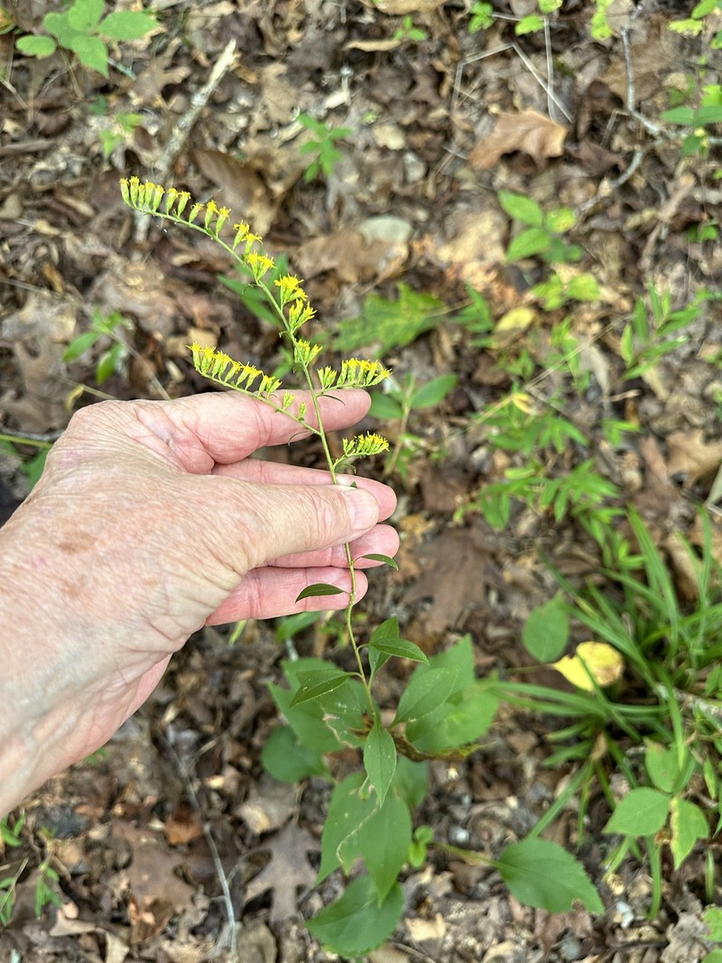 Solidago arguta var. boottii photo 5