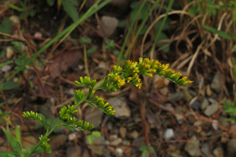 Solidago arguta var. boottii photo 6