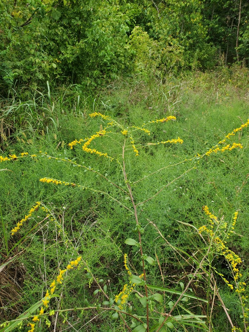 Solidago arguta var. boottii photo 7