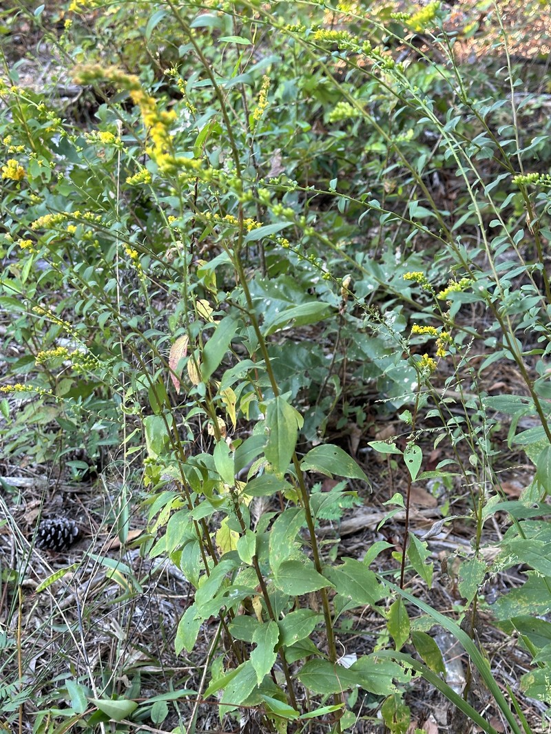 Solidago arguta var. boottii photo 8
