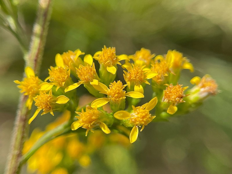Solidago arguta var. caroliniana photo 2