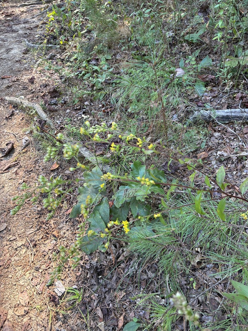 Solidago arguta var. caroliniana photo 3