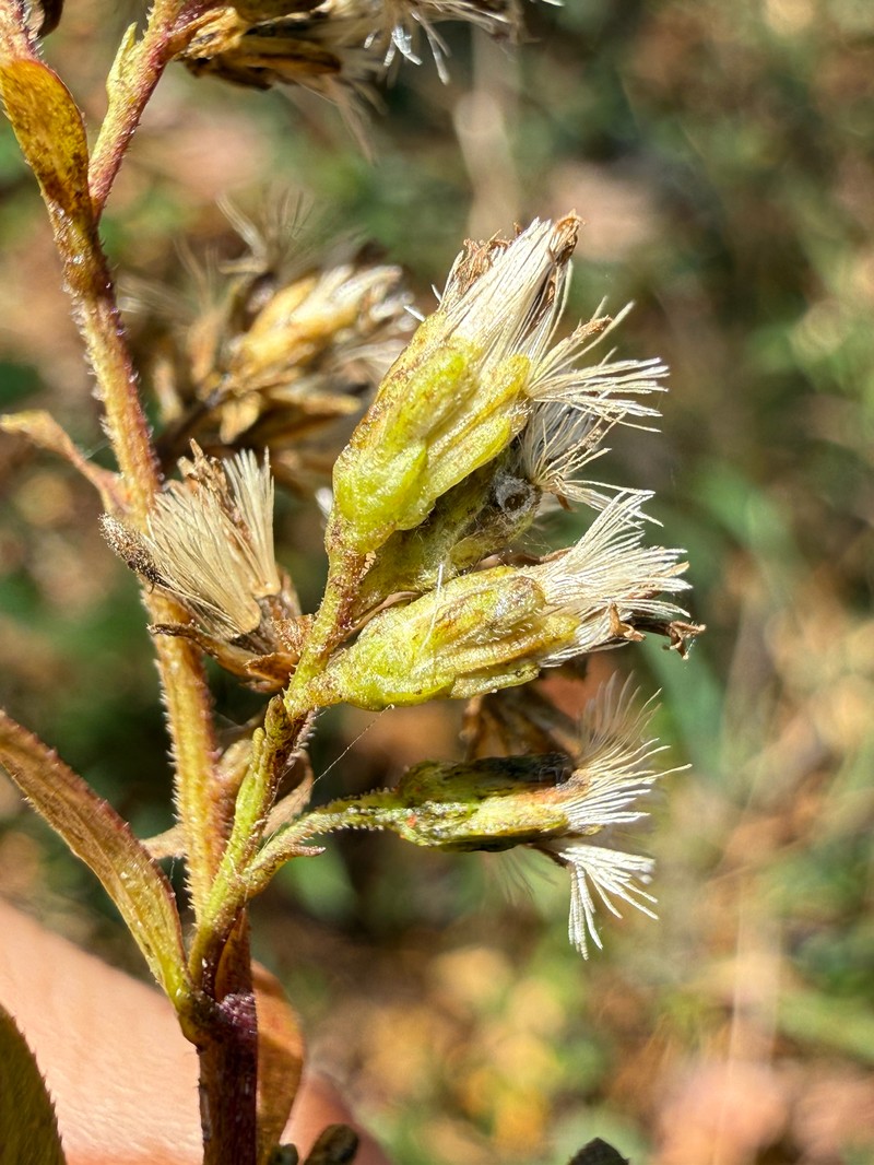 Solidago arguta var. caroliniana photo 4