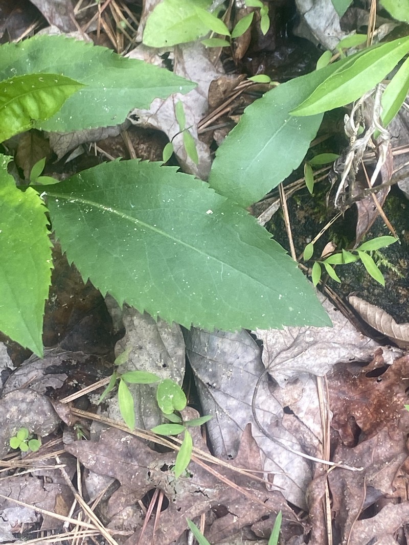 Solidago arguta var. caroliniana photo 5
