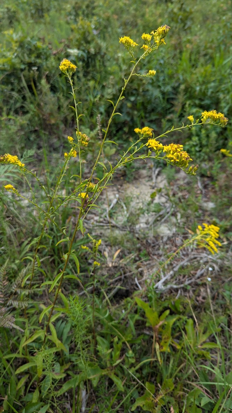 Solidago arguta var. caroliniana photo 7