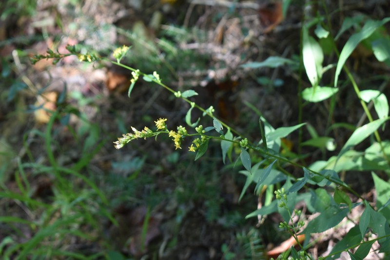 Solidago arguta var. caroliniana photo 8