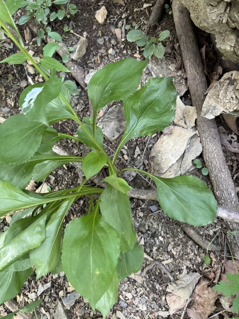 Solidago arguta var. harrisii photo 2