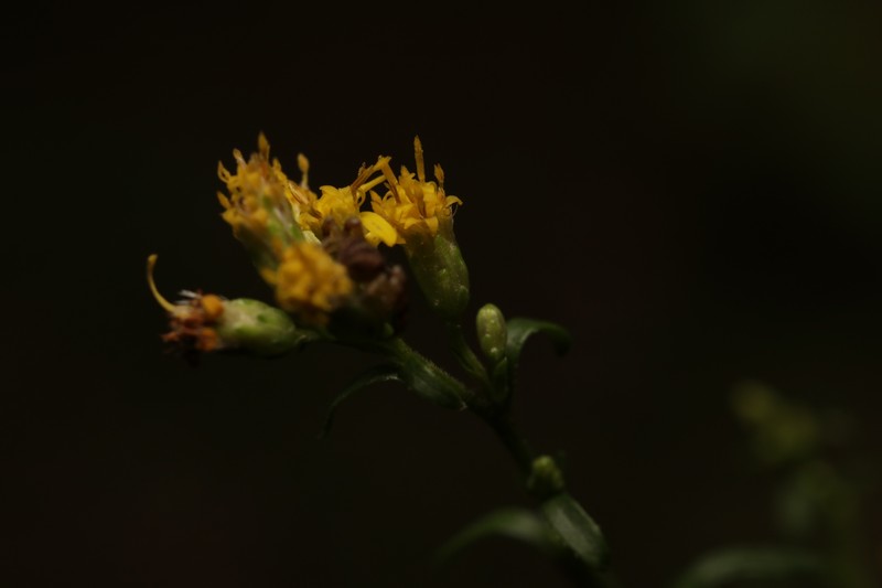 Solidago arguta var. harrisii photo 3