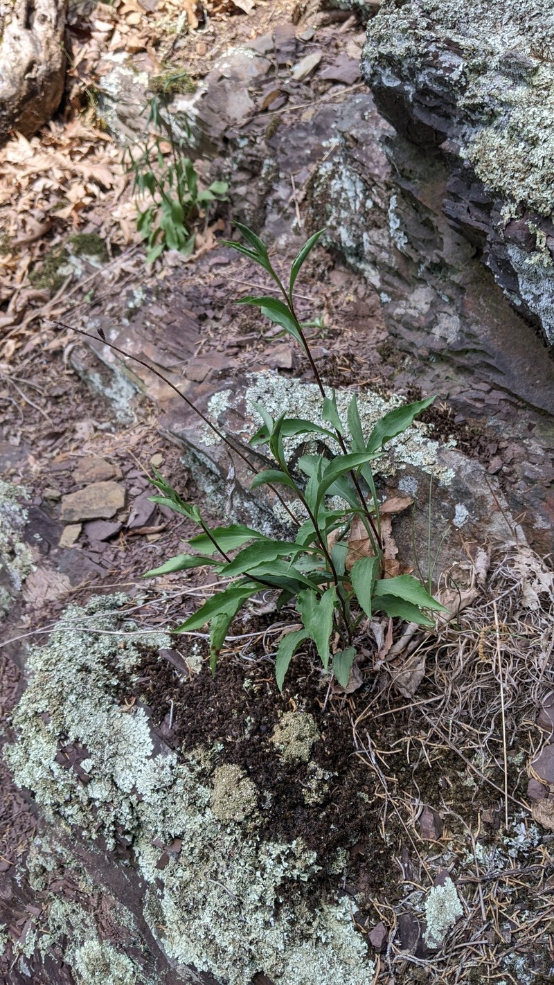 Solidago arguta var. harrisii photo 4