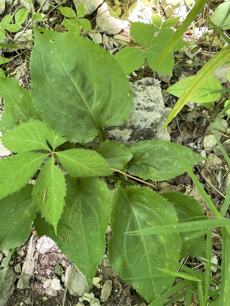 Solidago arguta var. harrisii photo 5