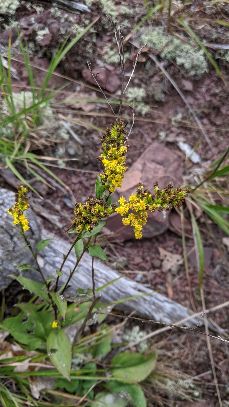 Solidago arguta var. harrisii photo 6