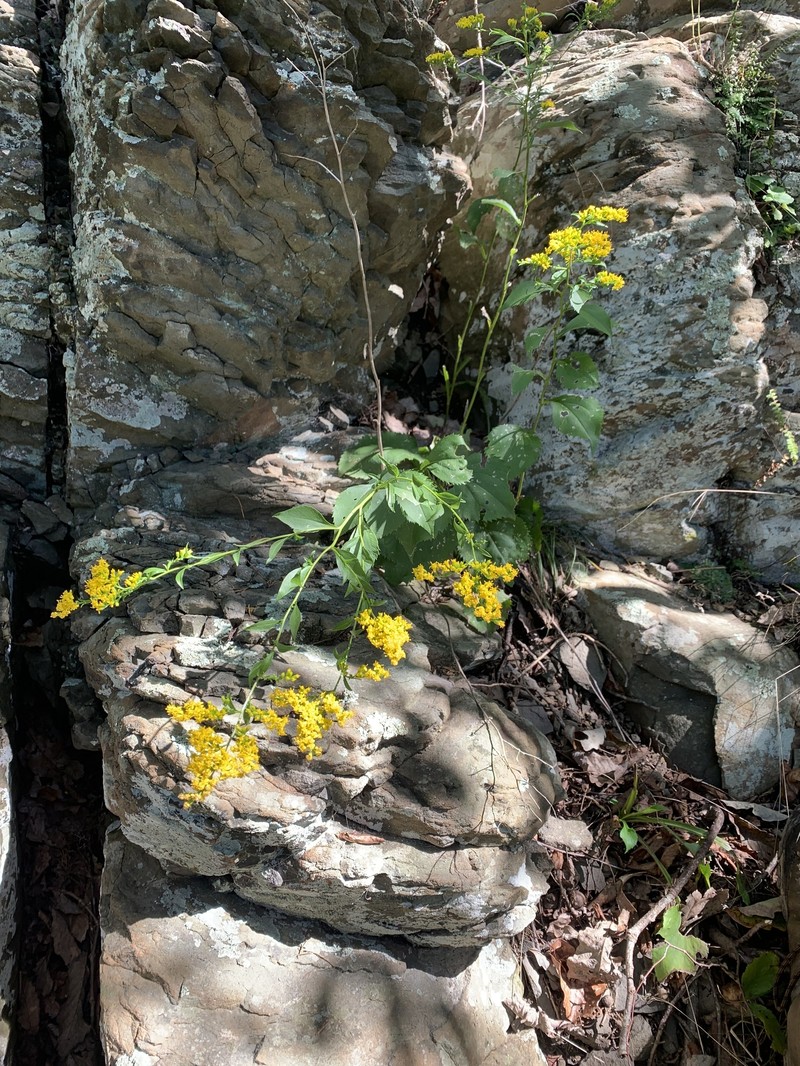 Solidago arguta var. harrisii photo 7