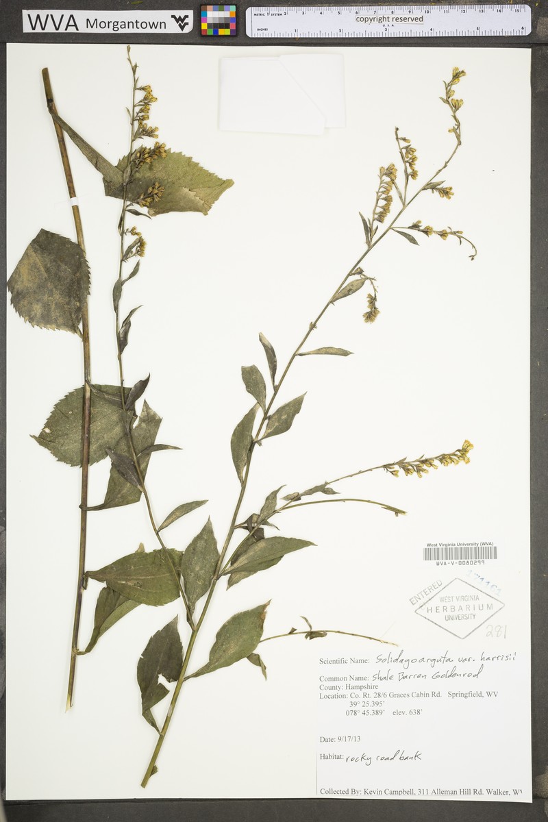 Solidago arguta var. harrisii photo 8