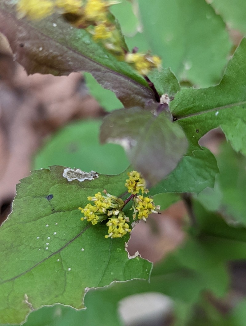Eared Goldenrod photo 3
