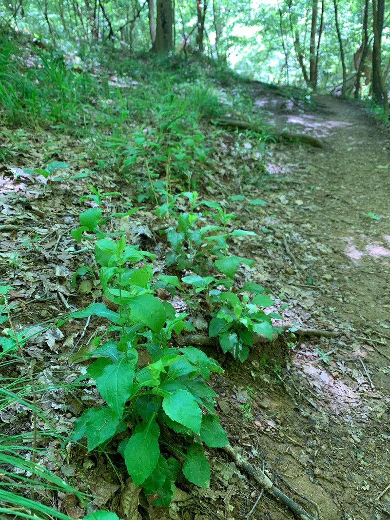 Eared Goldenrod photo 4