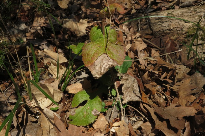 Eared Goldenrod photo 5