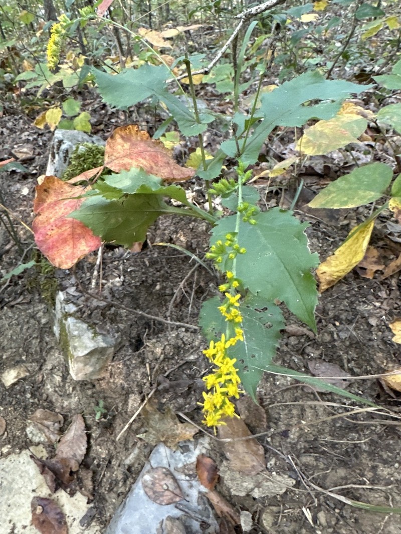 Eared Goldenrod photo 6