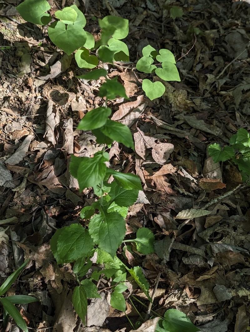 Eared Goldenrod photo 7