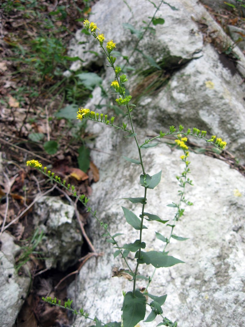 Eared Goldenrod