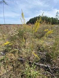 Solidago austrina