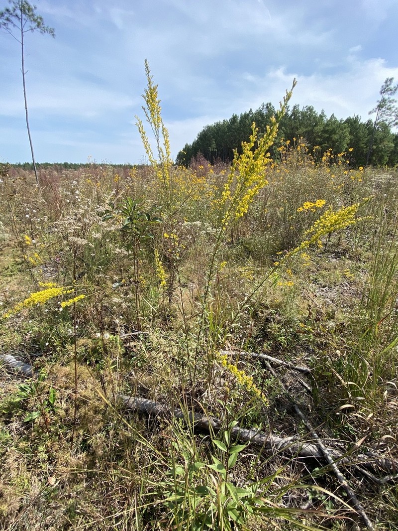 Solidago austrina