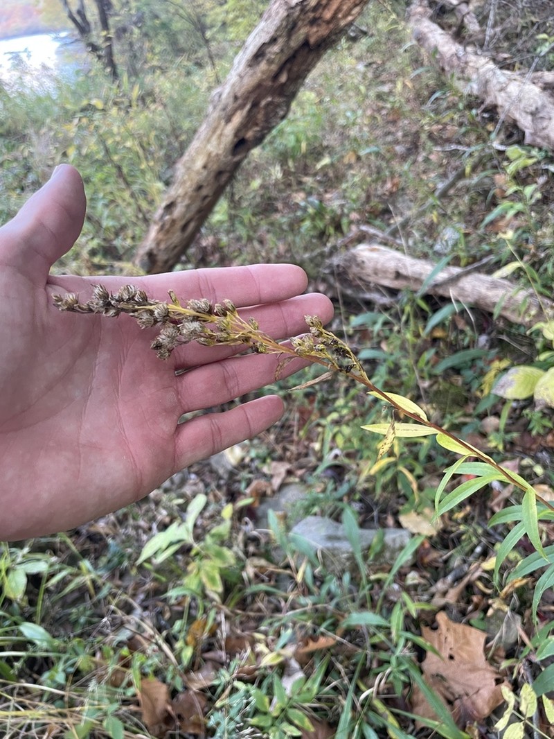 Solidago austrina photo 2