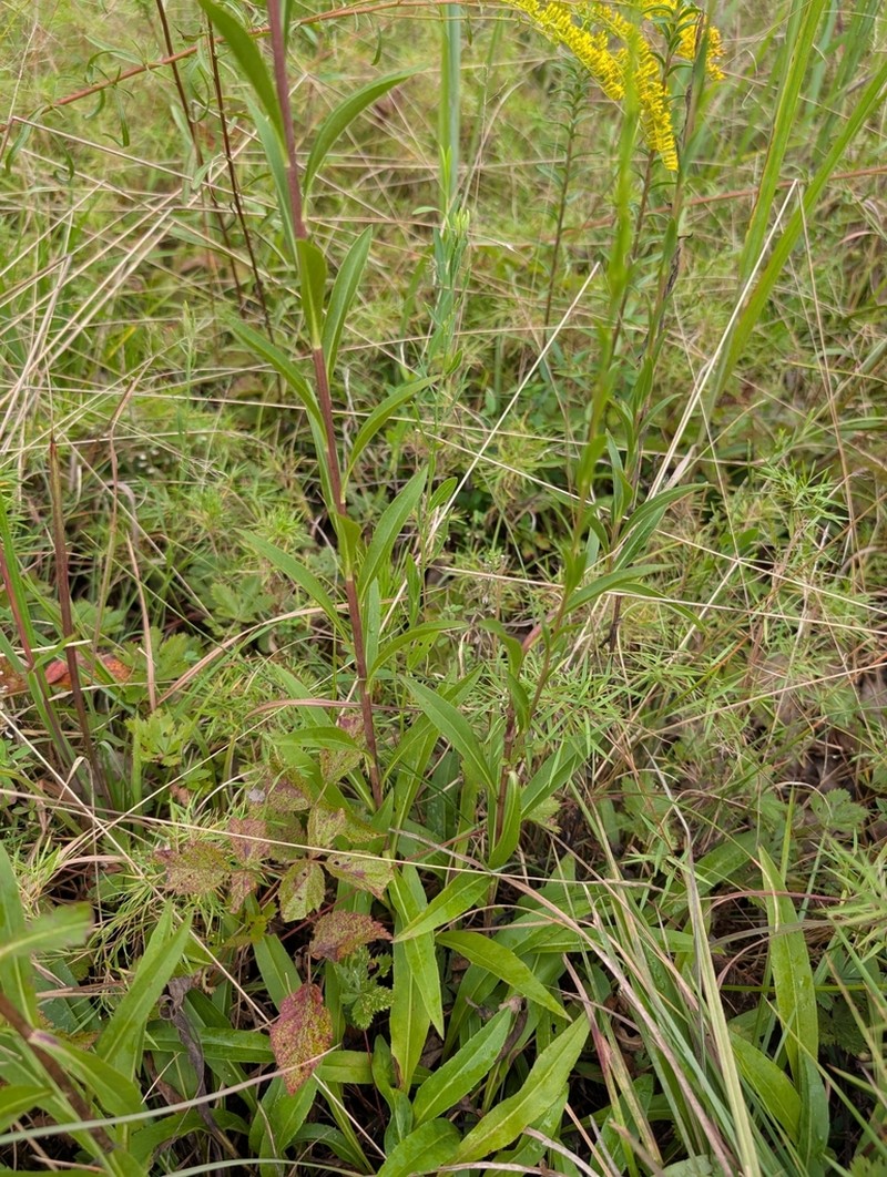 Solidago austrina photo 3