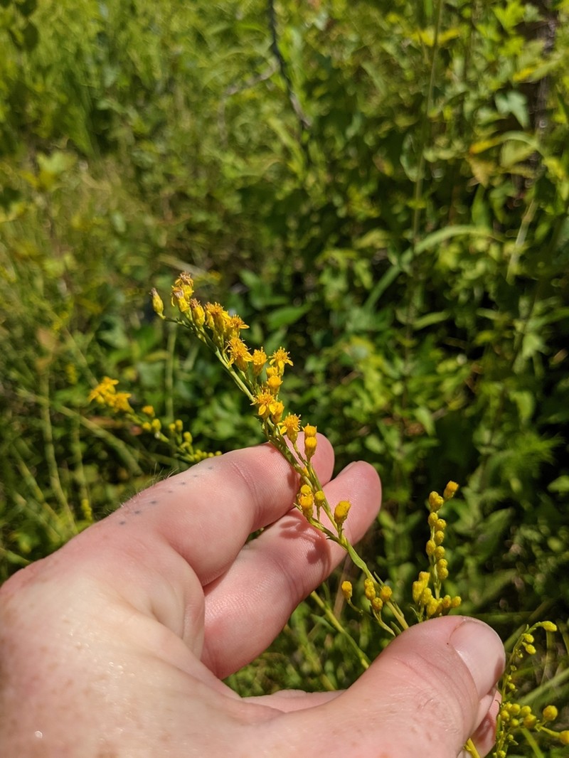 Solidago austrina photo 4