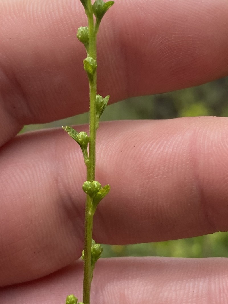 Solidago austrina photo 6