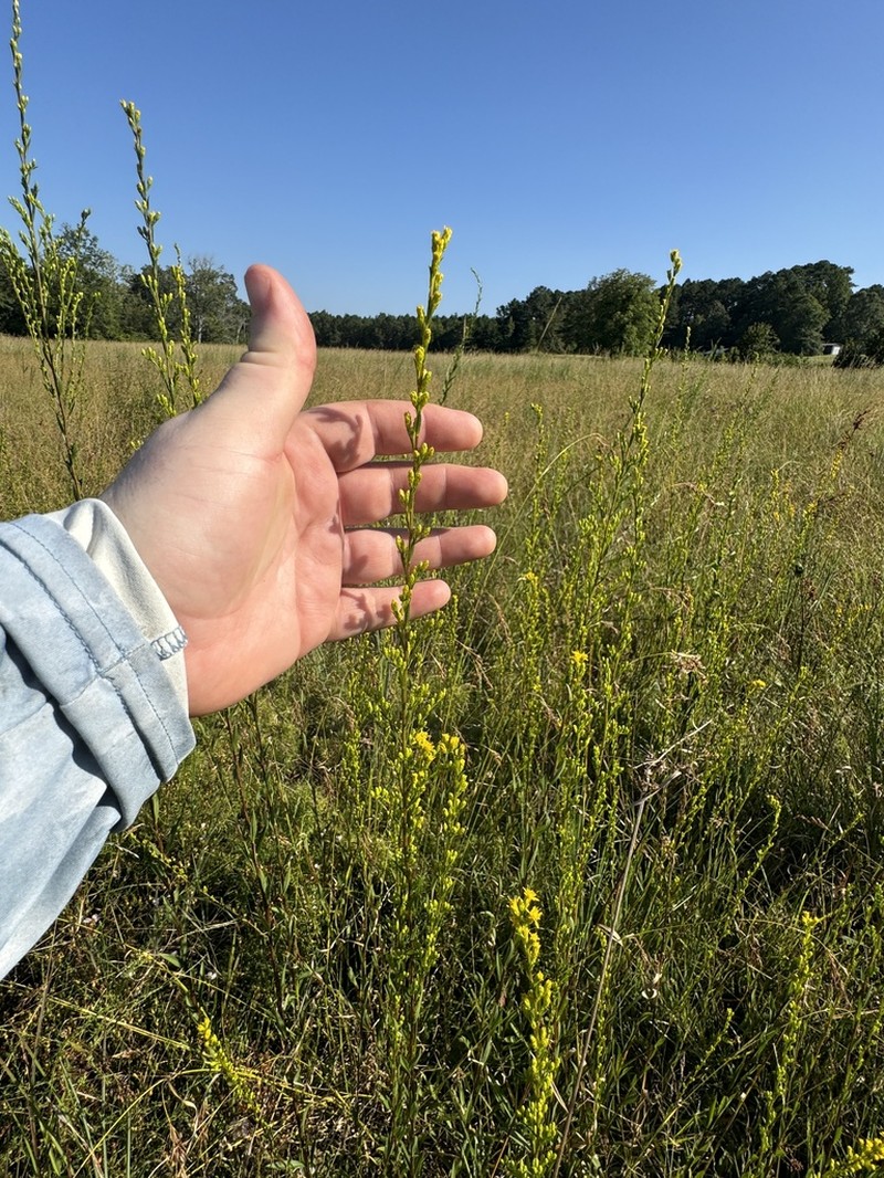 Solidago austrina photo 7