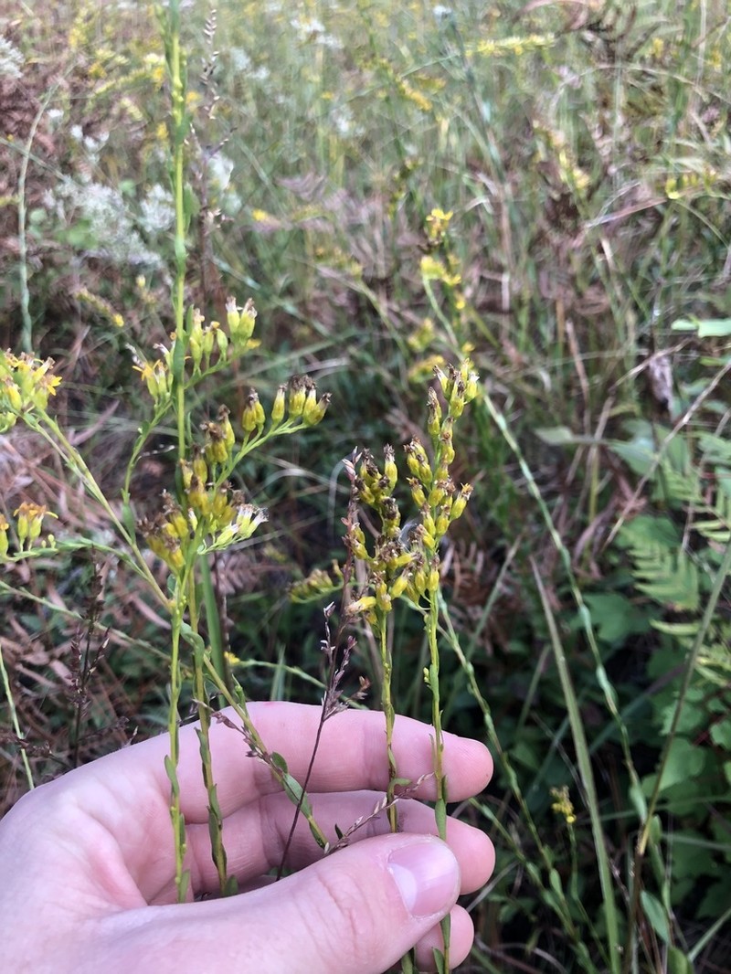 Solidago austrina photo 8