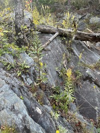 Solidago ayuhwasi