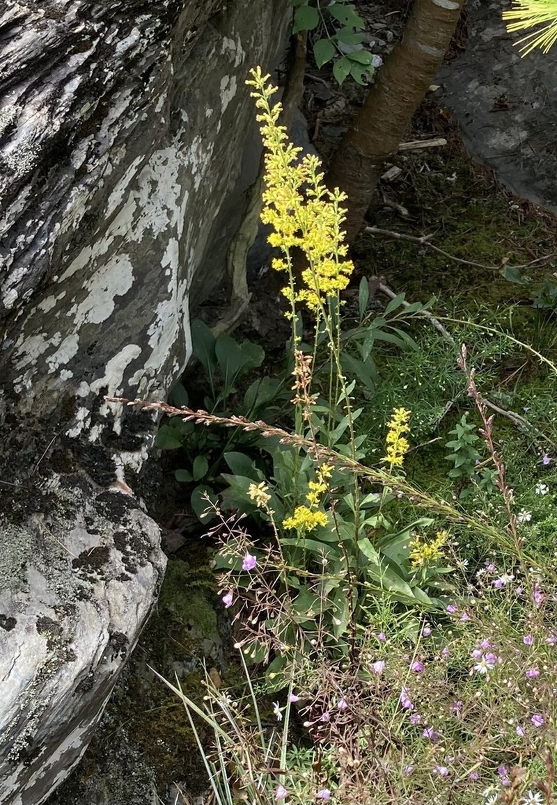 Solidago ayuhwasi photo 2