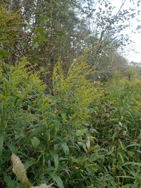 Goldenrod