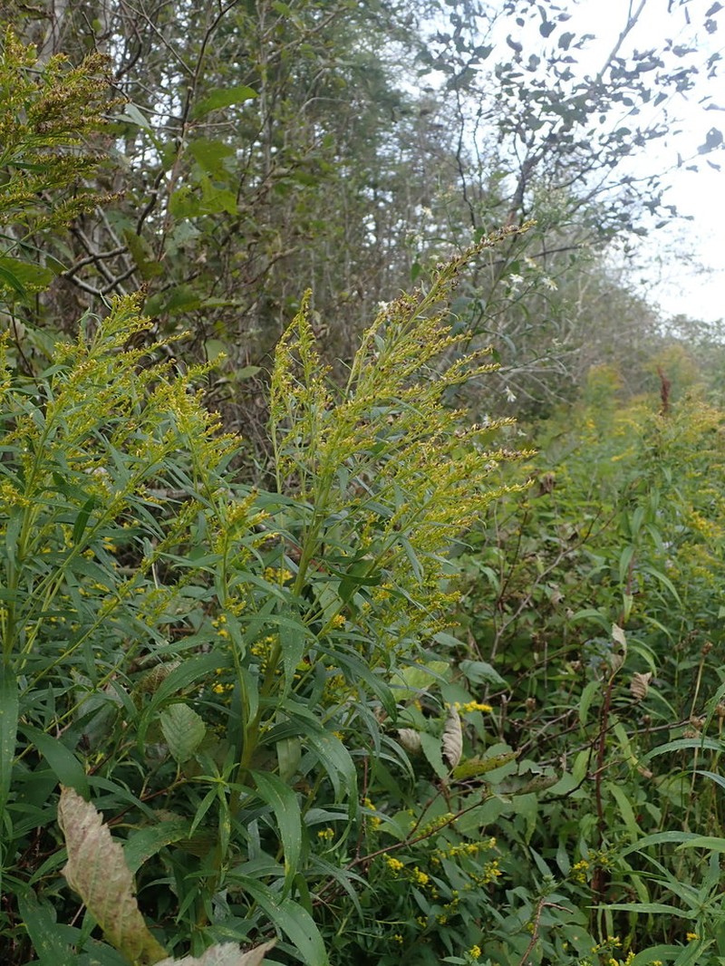 Goldenrod