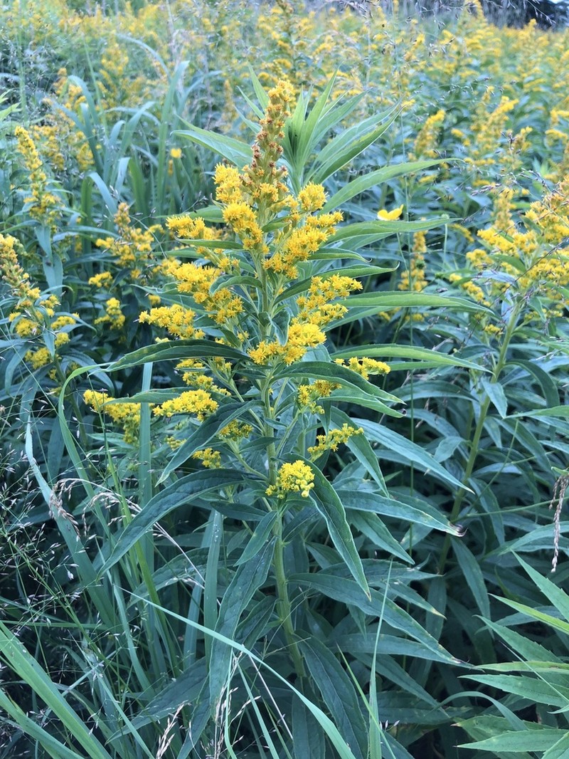 Goldenrod photo 2