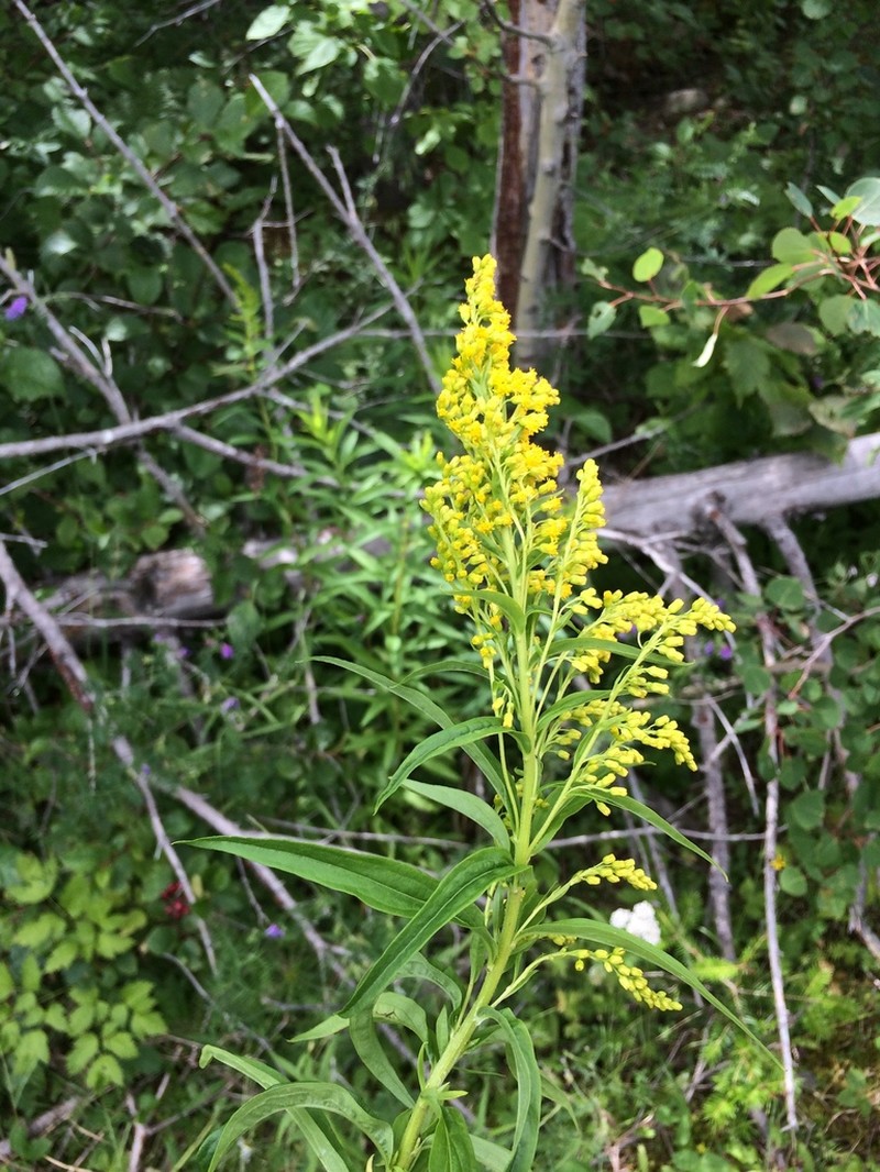 Goldenrod photo 3
