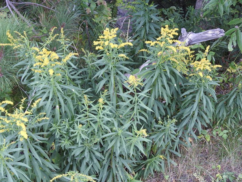 Goldenrod photo 4