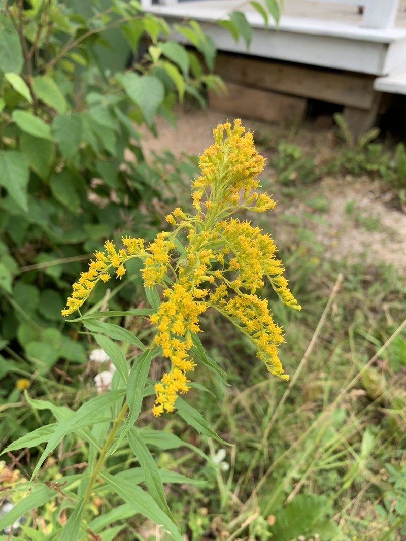 Goldenrod photo 5
