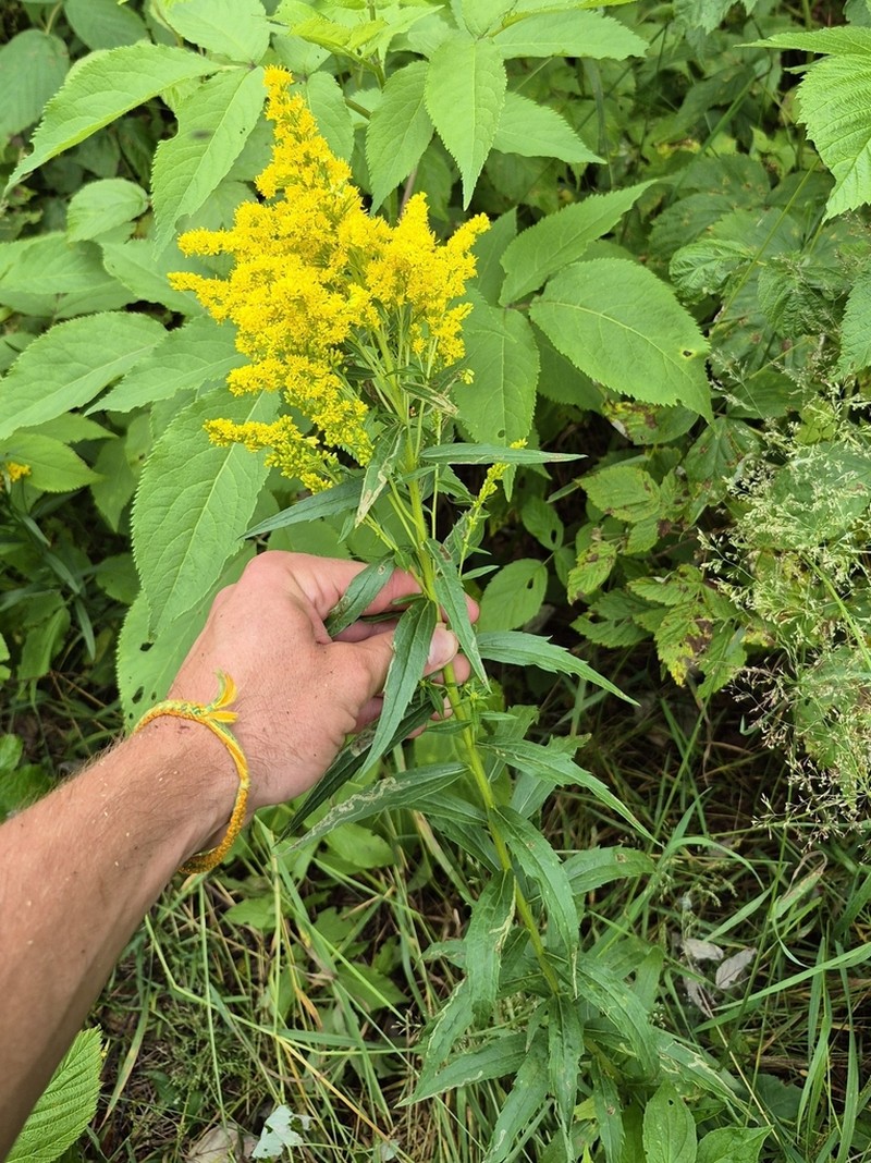 Goldenrod photo 6