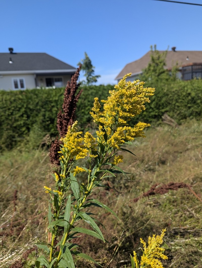 Goldenrod photo 7