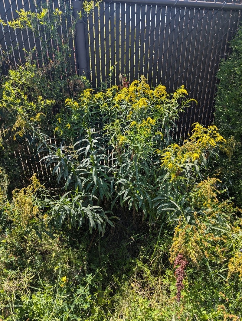 Goldenrod photo 8