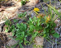 Solidago bellidifolia