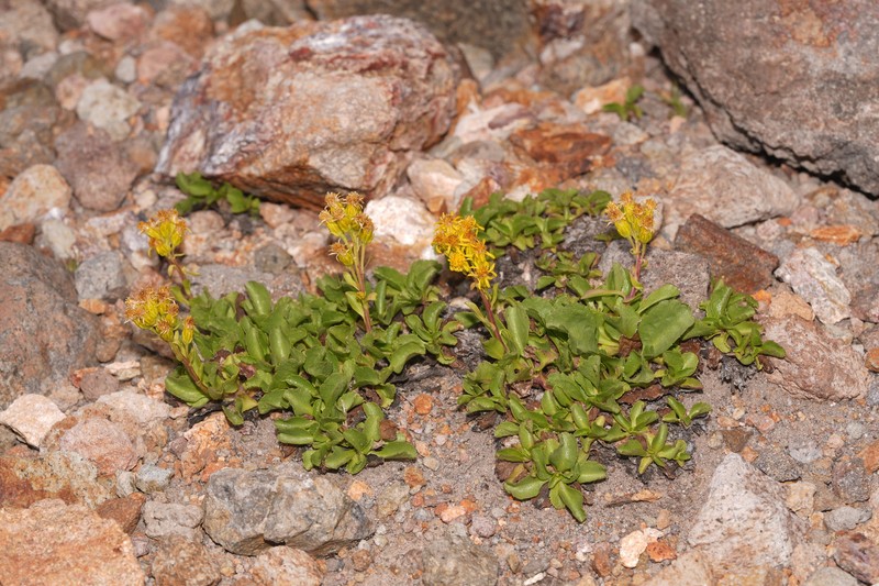 Solidago bellidifolia photo 2