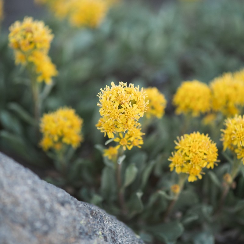 Solidago bellidifolia photo 3