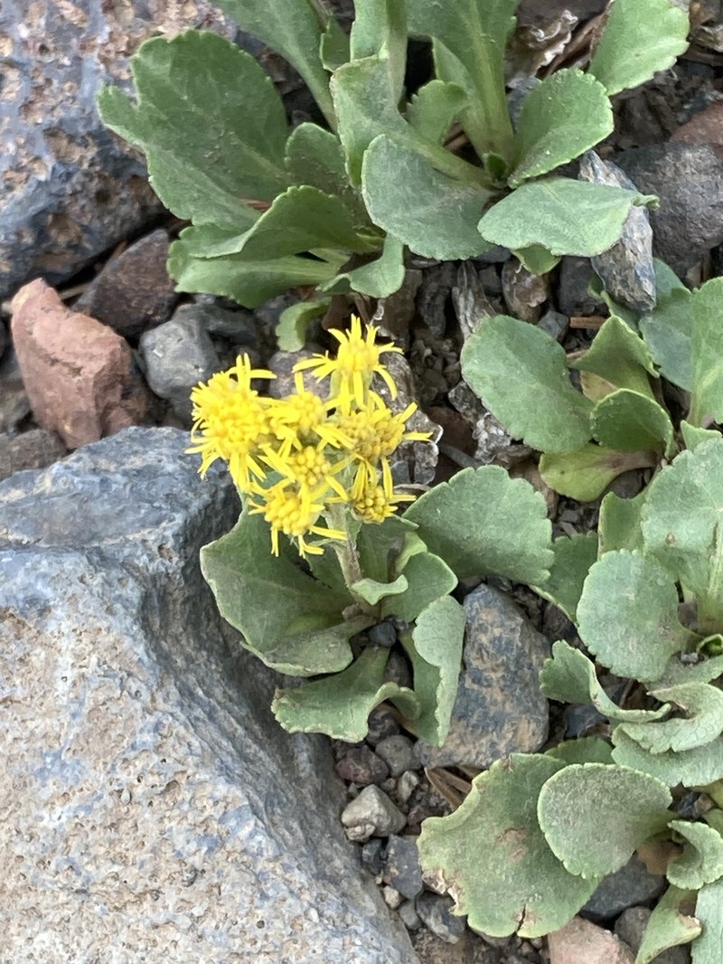 Solidago bellidifolia photo 4